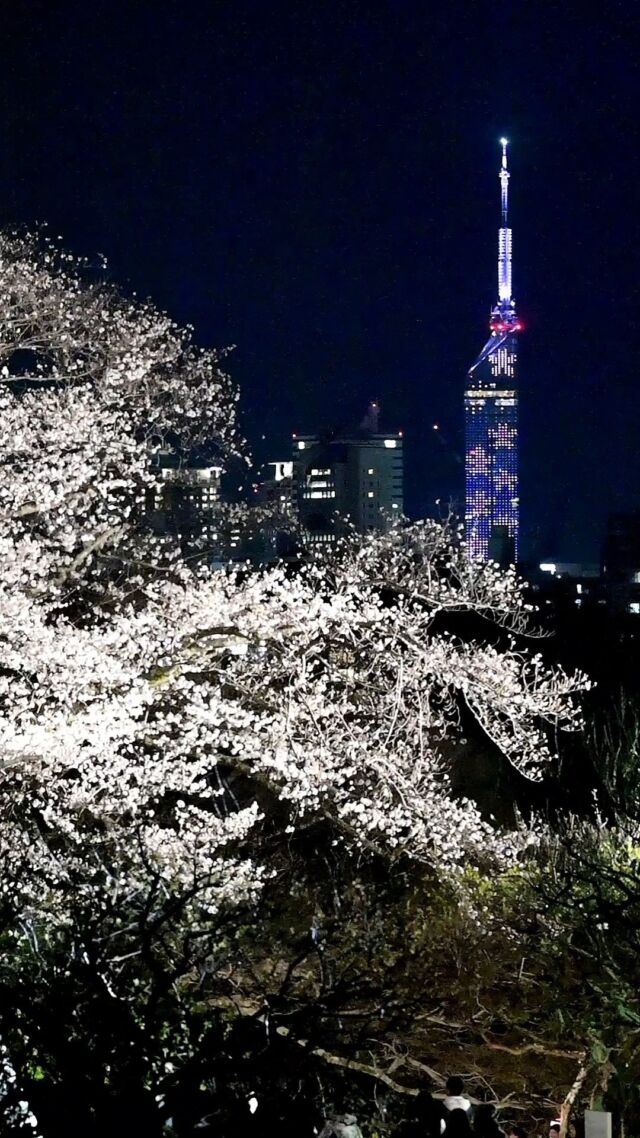 .
「福岡城 さくらまつり2025」
4/6(日)まで開催中🌸✨

舞鶴公園の桜は見頃を迎え、
ここ数日お花見日和が続いています☀️

本日は、@amphot_o さんの
素敵な「さくらライトアップ」の動画をご紹介☺️

桜のライトアップと、
福岡タワーのイルミネーションがマッチした
素敵な動画をありがとうございました✨

会場で、このベストショットが見られるアングルを
是非探してみてください👀🎶

福岡城さくらまつりも残り2日💡
雨天によるイベントの有無は毎日ストーリーズで告知いたします✅

📸会場で撮影した写真や動画は、
@fukuoka_sakuramatsuri をタグ付けしてご投稿ください🌸
素敵な投稿はアカウントで紹介させていただきます✨

明日も皆さまのご来場をお待ちしております🎶✨

〰❀〰❀〰❀〰❀〰❀〰❀〰
ふくおかの春、はじまる。
福岡城 さくらまつり 開催！
￣￣￣￣￣￣￣￣￣￣￣￣￣￣
期間：3/26(水)〜4/6(日)
会場：舞鶴公園
時間：11:00~22:00

❀さくらライトアップ（有料エリア）
　-18:00~22:00
✿お花見広場
　-満開の桜の前でBBQも🍖
❀さくらグルメエリア
　-福岡のグルメが大集合🍽
✿さくらキッズパーク/さくら大道芸
❀乗馬体験/人力車体験
✿スタンプラリー
etc...

期間中はイベント盛りだくさん！
イベント詳細はプロフィールのURLよりご確認ください。

⚠️注意事項⚠️
舞鶴公園内では以下の行為は禁止です。
・無人での場所取り
・所定エリア以外での火気の使用
　（電気による熱源も含む）
・発電機、カセットコンロの使用
・さくらライトアップ（有料エリア）内における
　ライトアップ時間内(18:00～22:00)の
会場内でのシート等での場所取りや宴会行為

ルールを守ってお楽しみください。
皆さまのご来場をお待ちしております♬

〰❀〰❀〰❀〰❀〰❀〰❀〰

主催：福岡城さくらまつり実行委員会

お問い合わせ：
福岡城さくらまつり実行委員会事務局
(福岡市住宅都市局公園部活用課)
TEL 092-600-7027

#福岡城さくらまつり #舞鶴公園 #福岡市 #福岡 #福岡観光 #福岡旅行
#福岡イベント #桜 #sakura #さくら #ピクニック #お花見
