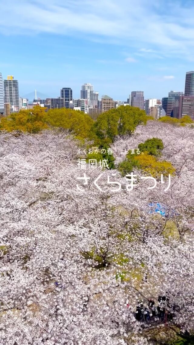 福岡城 さくらまつり2025🌸✨

舞鶴公園内の桜スポットをご紹介します🎶

🌸上之橋
🌸下之橋御門
🌸桜園
🌸多聞櫓
🌸枝垂れ桜エリア
🌸御鷹屋敷跡

お昼間は全エリア無料で開放しています✨
グルメを楽しんだあとに、
ゆっくりとお散歩もおすすめです🎶

今が見ごろの桜をぜひお楽しみください🌸✨

天候によるイベントの実施有無は
随時ストーリーズに掲載しております🙏

皆さまのご来場をお待ちしております🎶

〜〜〜〜〜〜〜〜
📸会場で撮影した写真や動画は、
@fukuoka_sakuramatsuri をタグ付けしてご投稿ください🌸
素敵な投稿はアカウントで紹介させていただきます✨
〜〜〜〜〜〜〜〜

〰❀〰❀〰❀〰❀〰❀〰❀〰
ふくおかの春、はじまる。
福岡城 さくらまつり 開催！
￣￣￣￣￣￣￣￣￣￣￣￣￣￣
期間：3/26(水)〜4/6(日)
会場：舞鶴公園
時間：11:00~22:00

❀さくらライトアップ（有料エリア）
　-18:00~22:00
✿お花見広場
　-満開の桜の前でBBQも🍖
❀さくらグルメエリア
　-福岡のグルメが大集合🍽
✿さくらキッズパーク/さくら大道芸
❀乗馬体験/人力車体験
✿スタンプラリー
etc...

期間中はイベント盛りだくさん！
イベント詳細はプロフィールのURLよりご確認ください。

⚠️注意事項⚠️
舞鶴公園内では以下の行為は禁止です。
・無人での場所取り
・所定エリア以外での火気の使用
　（電気による熱源も含む）
・発電機、カセットコンロの使用
・さくらライトアップ（有料エリア）内における
　ライトアップ時間内(18:00～22:00)の
  会場内でのシート等での場所取りや宴会行為

ルールを守ってお楽しみください。
皆さまのご来場をお待ちしております♬

〰❀〰❀〰❀〰❀〰❀〰❀〰

主催：福岡城さくらまつり実行委員会

お問い合わせ：
福岡城さくらまつり実行委員会事務局
(福岡市住宅都市局公園部活用課)
TEL 092-600-7027

#福岡城さくらまつり #舞鶴公園 #福岡市 #福岡 #福岡観光 #福岡旅行
#福岡イベント #桜 #sakura #さくら #ピクニック #お花見