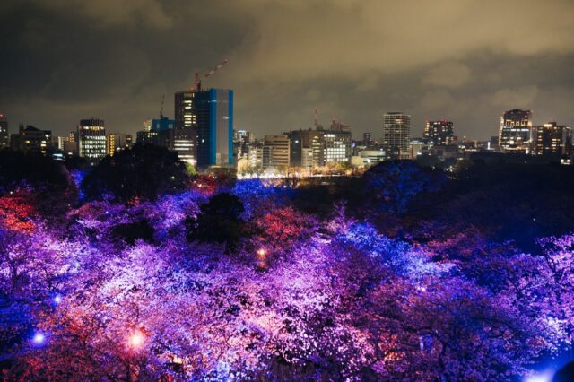 会期延長決定🌸！
福岡城 さくらまつり2026
￣￣￣￣￣￣￣￣￣￣￣￣￣￣
舞鶴公園の桜が満開に🌸
4/8(水)まで会期延長中✨！

舞鶴公園では、
まだまだお花見を楽しめます😋❣️

18:00からの「さくらライトアップ」は
演出がさらにパワーアップ🌟
幻想的な世界をお見逃しなく👀🌙

お花見を満喫できるイベント
盛りだくさんで、
皆さまのご来場をお待ちしております🌸

※お花見広場の会期延長はございません。
　ご了承ください。

◼︎福岡城さくらまつり2026

期間：3/25(水)〜4/8(日)
会場：舞鶴公園
時間：11:00~22:00

❀さくらライトアップ（有料エリア）
　-18:00~22:00
✿さくらグルメエリア
❀さくら茶屋/さくら縁日
✿さくら大道芸
❀福岡城・鴻臚館スタンプラリー
✿さくらふれあい動物園
etc...

期間中はイベント盛りだくさん！
イベント詳細はプロフィールのURLよりご確認ください。

📣福岡城さくらまつりからのお知らせ📣

🚗お⾞での来場は⼤変混雑します。
公共交通機関をご利⽤ください。
♻️持参したゴミはお持ち帰りください。
🙅‍♀️無人によるシート等での場所取りは禁止です。
🌉さくらライトアップ（有料エリア）は18:00～22:00の間、
シート等での場所取りや宴会行為は禁止です。
🔥所定エリア以外での火気使用は禁止です。

ルールを守ってお楽しみください。
皆さまのご来場をお待ちしております🌸

〰❀〰❀〰❀〰❀〰❀〰❀〰

📣@fukuoka_sakuramatsuri では、
会期中、イベントの様子や開花状況を随時更新します🌸

📸会場で撮影した写真や動画は、
@fukuoka_sakuramatsuri をタグ付け投稿🎶
素敵な投稿はアカウントで紹介させていただきます✨

〰❀〰❀〰❀〰❀〰❀〰❀〰

主催：福岡城さくらまつり実行委員会

お問い合わせ：
福岡城さくらまつり総合案内
TEL：092-600-2726
（受付時間/平日10:00～17:00）
※さくらまつり期間中は土日も対応
MAIL：event@saku-hana.jp

#福岡城さくらまつり #舞鶴公園 #福岡市 #福岡 #福岡観光