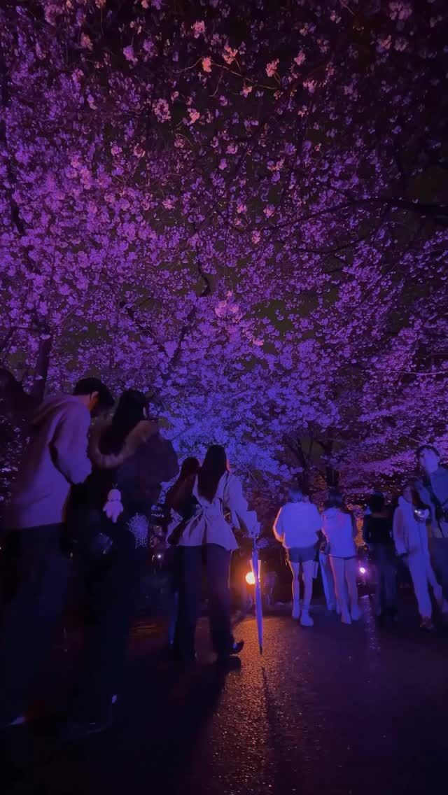 舞鶴公園の桜が満開に🌸
4/8(水)まで会期延長中✨!
福岡城 さくらまつり2026
 ̄ ̄ ̄ ̄ ̄ ̄ ̄ ̄ ̄ ̄ ̄ ̄ ̄ ̄
演出がさらにパワーアップした
ライトアップで夜桜を満喫🌙✨
ーーーーー
🌸さくらライトアップ
料金:
1会場 600円/3会場セット 1,500円
※高校生以下無料
開催時間:
18:00〜22:00 ※21:45最終入場
会場:
・JRAエクセル博多 Presents 桜園
・みぞえグループ Presents 御鷹屋敷
・Zero-Ten Park Presents 多聞櫓
ーーーーー
普段は見ることができない
幻想的に照らされた桜を福岡城跡で🌸
特別なお花見をお楽しみください👀🌙
<INFO>
■福岡城さくらまつり2026
期間:3/25(水)〜4/8(水)
会場:舞鶴公園
時間:11:00~22:00
📣福岡城さくらまつりからのお知らせ📣
🚗お⾞での来場は⼤変混雑します。
公共交通機関をご利⽤ください。
♻️持参したゴミはお持ち帰りください。
🙅♀️無人によるシート等での場所取りは禁止です。
🌉さくらライトアップ(有料エリア)は18:00~22:00の間、
シート等での場所取りや宴会行為は禁止です。
🔥所定エリア以外での火気使用は禁止です。
ルールを守ってお楽しみください。
皆さまのご来場をお待ちしております🌸
〰❀〰❀〰❀〰❀〰❀〰❀〰
📣@fukuoka_sakuramatsuri では、
会期中、イベントの様子や開花状況を随時更新します🌸
📸会場で撮影した写真や動画は、
@fukuoka_sakuramatsuri をタグ付け投稿🎶
素敵な投稿はアカウントで紹介させていただきます✨
〰❀〰❀〰❀〰❀〰❀〰❀〰
主催:福岡城さくらまつり実行委員会
お問い合わせ:
福岡城さくらまつり総合案内
TEL:092-600-2726
(受付時間/平日10:00~17:00)
※さくらまつり期間中は土日も対応
MAIL:event@saku-hana.jp
#福岡城さくらまつり #舞鶴公園 #福岡市 #福岡 #福岡観光